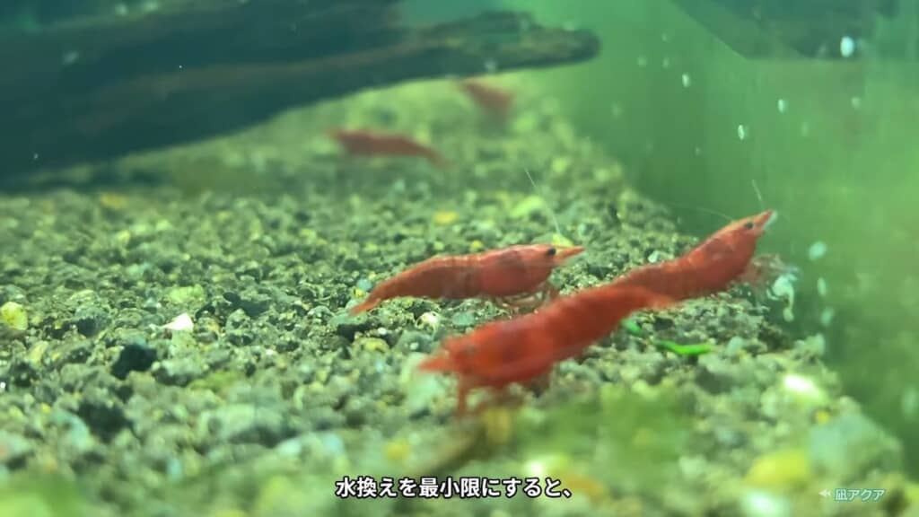 壁面のバイオフィルムを食べるエビ