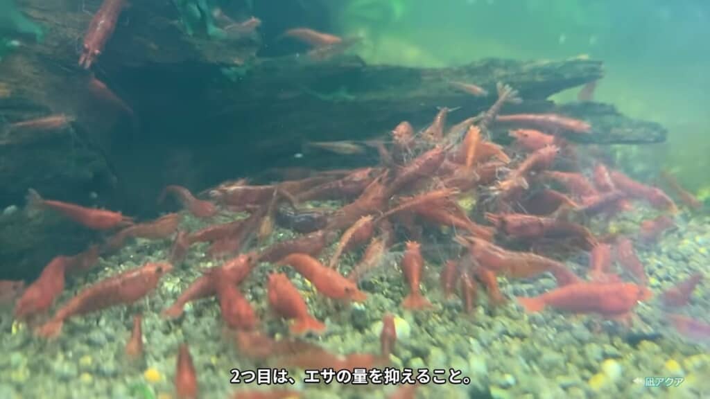 餌に群がるエビ