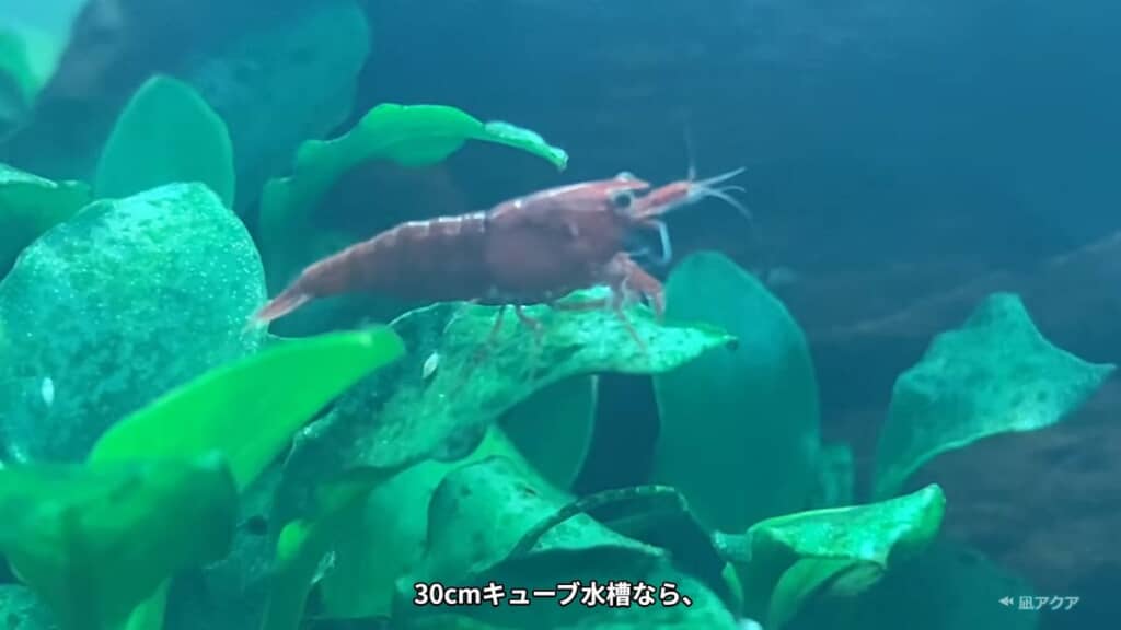 最初に導入する生体の数は抑えよう