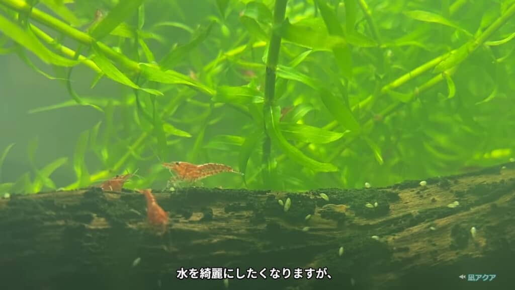 流木の上にいる稚エビ