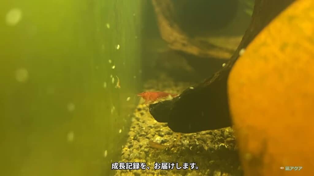 壁面近くにいる稚エビ