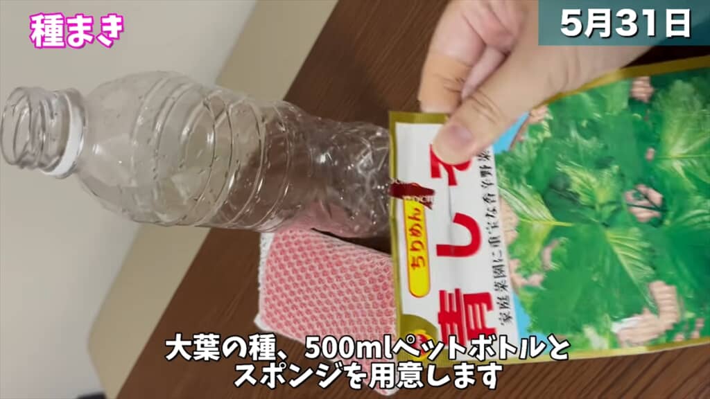 ペットボトルとスポンジで大葉を水耕栽培する方法