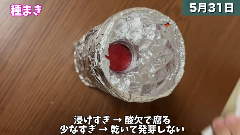 ペットボトルとスポンジで大葉を水耕栽培する方法