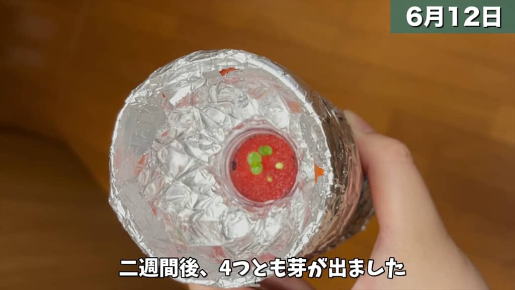 ペットボトルとスポンジで大葉を水耕栽培する方法