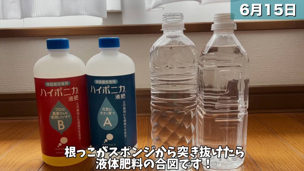 ペットボトルとスポンジで大葉を水耕栽培する方法