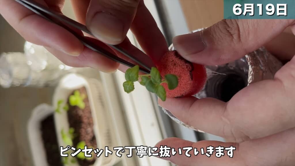 ペットボトルとスポンジで大葉を水耕栽培する方法