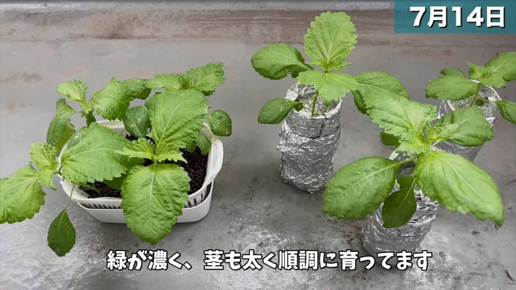 ペットボトルとスポンジで大葉を水耕栽培する方法