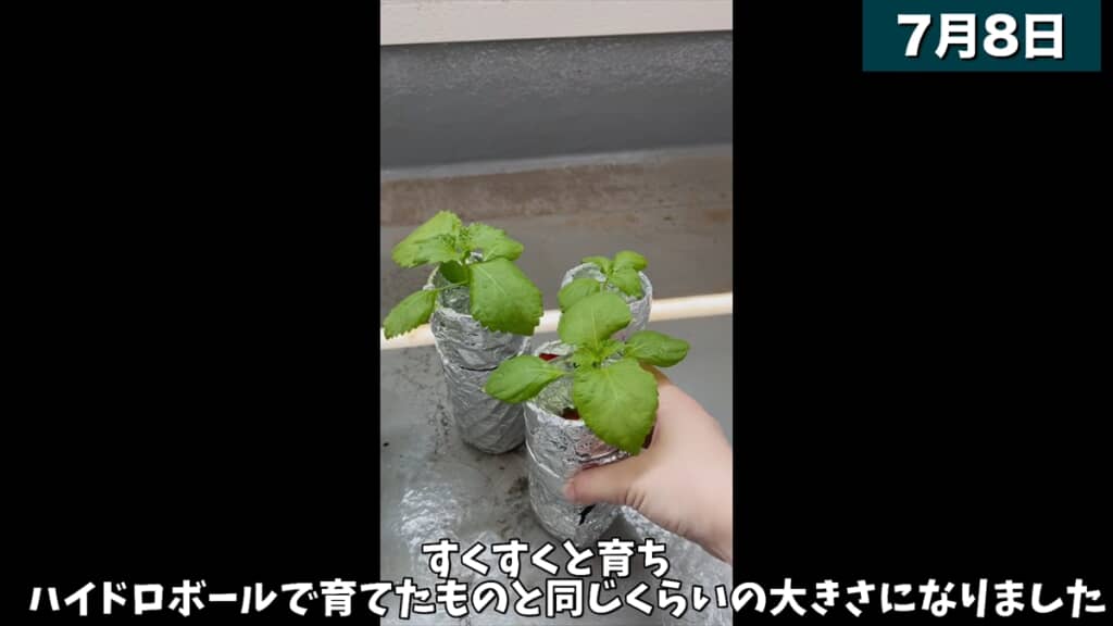 ペットボトルとスポンジで大葉を水耕栽培する方法