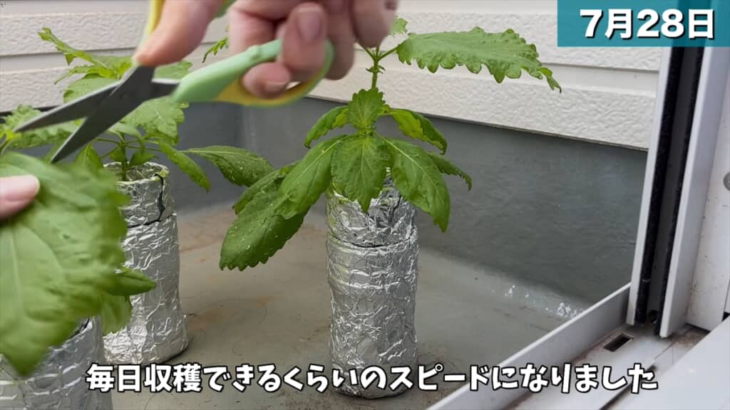 ペットボトルとスポンジで大葉を水耕栽培する方法