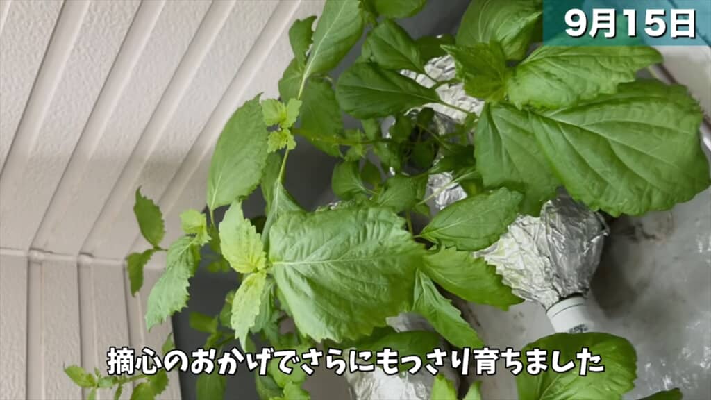 ペットボトルとスポンジで大葉を水耕栽培する方法