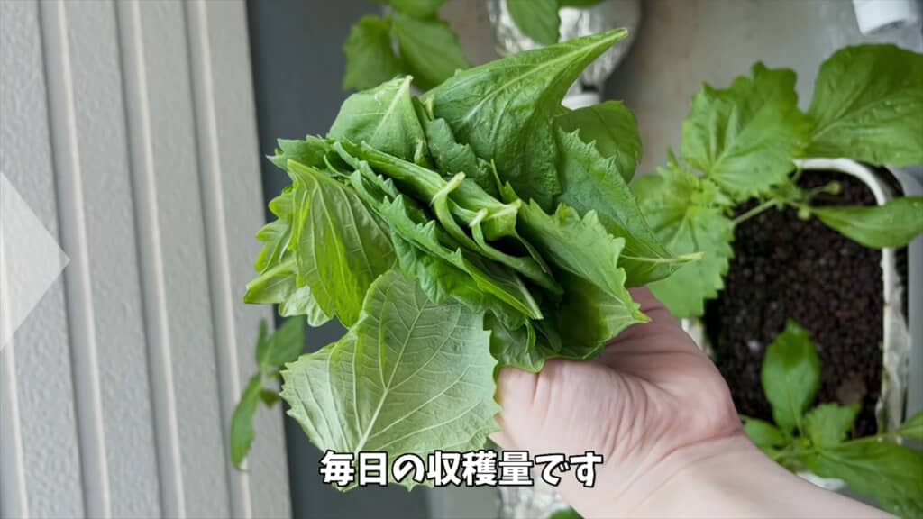 ペットボトルとスポンジで大葉を水耕栽培する方法
