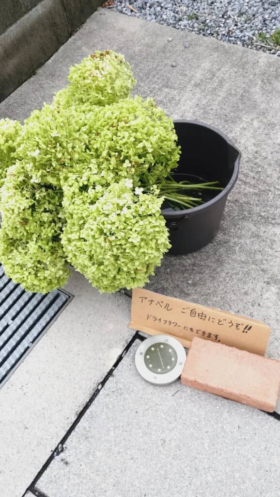 アナベルを「ご自由にどうぞ」している状態