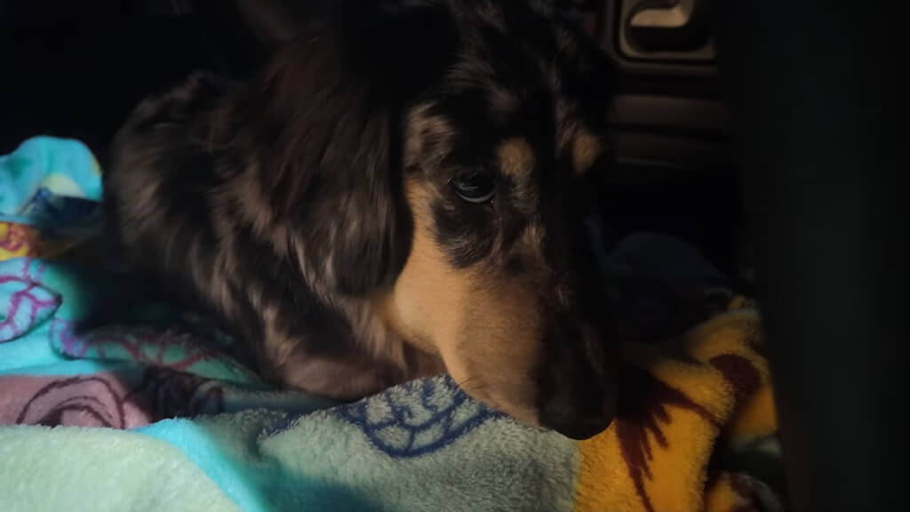 診察を終えて車に戻ってきた寿子ちゃん。痛いのかテンションが低い