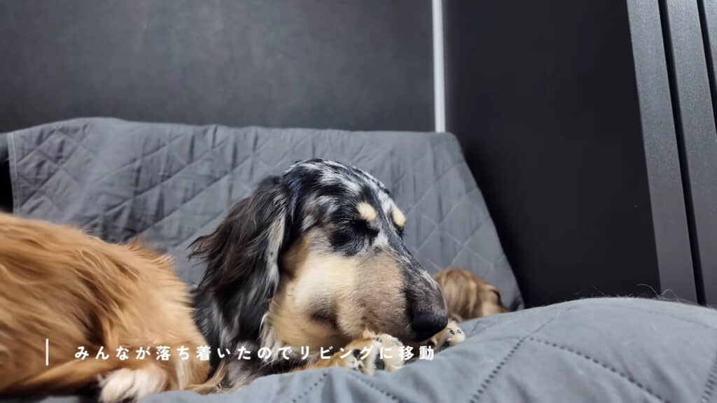 うとうとしていても顔を下に付けようとしない