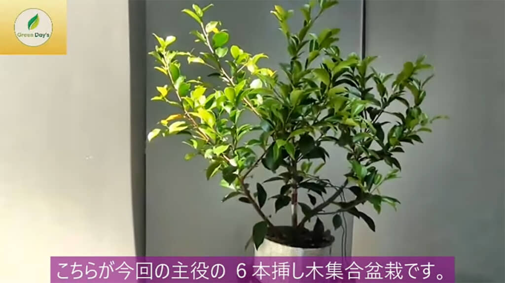 今回の主役、「6本挿し木集合ガジュマル」です