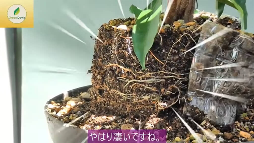 2階建て部分はかなり根が成長していました
