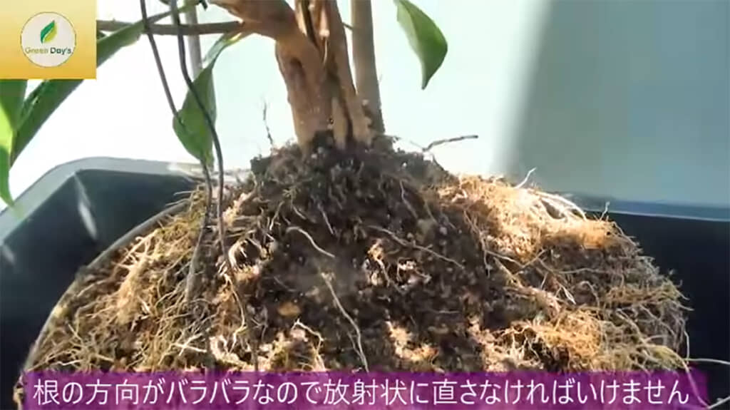 根の方向はこの段階で直しておきます