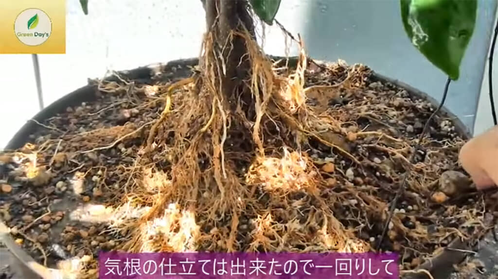 気根の仕立て直しが完了しました