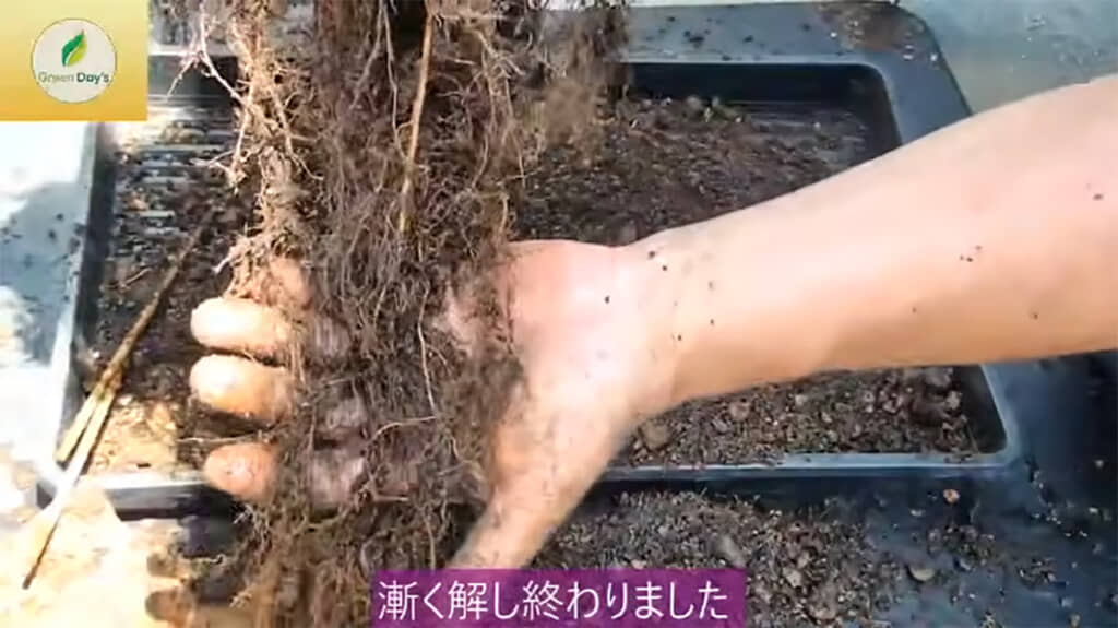 根を丁寧にほぐしました