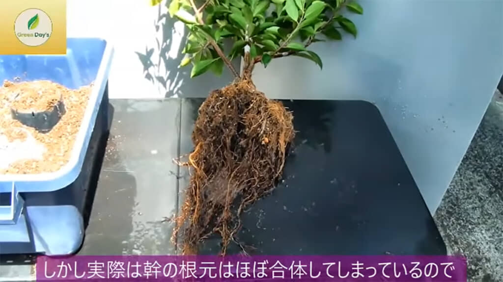 6本の挿し木は元から1本だったような姿になっていました