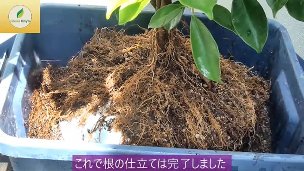 根の仕立て直しが完了