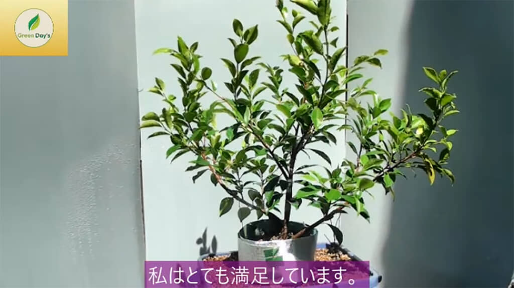 「6本合体プロジェクト」の今後が楽しみです