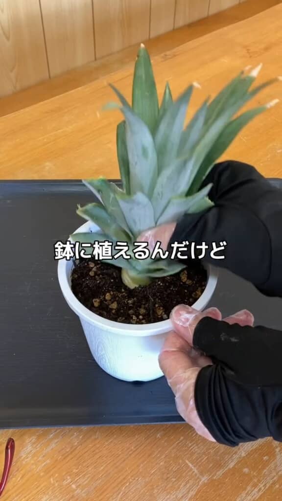 鉢に植え、適宜水やりをして育てます