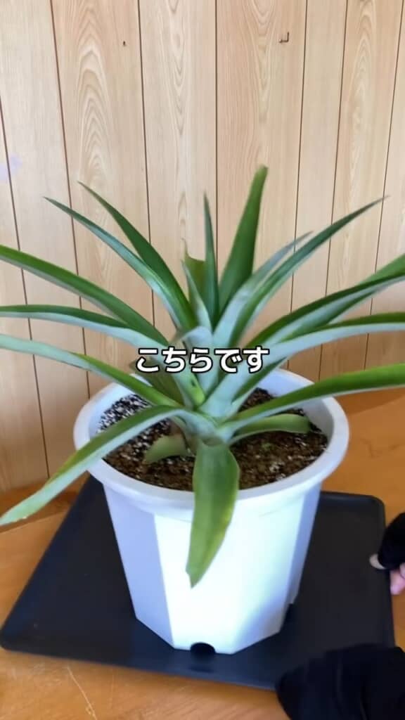 約1年で立派に成長