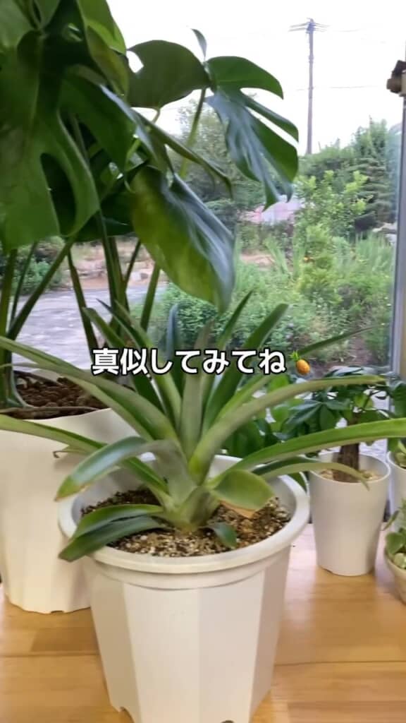 うまく実がなるといいですね！