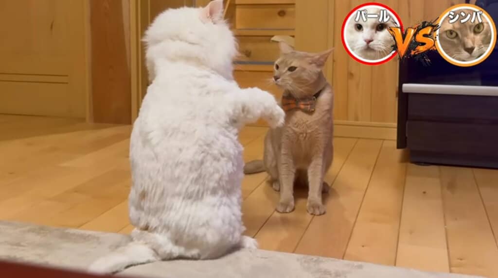 わんぱく坊やなシンバくん
