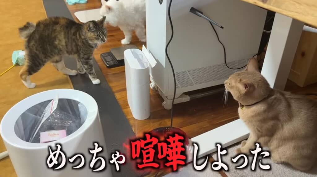 シンバくんに天敵が登場