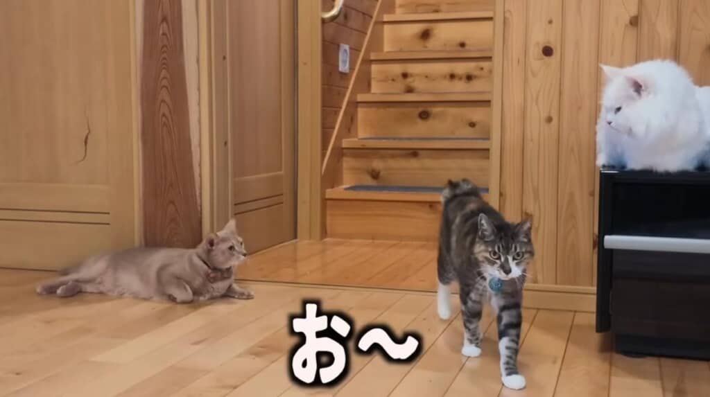 この日もケンカをしていた2匹