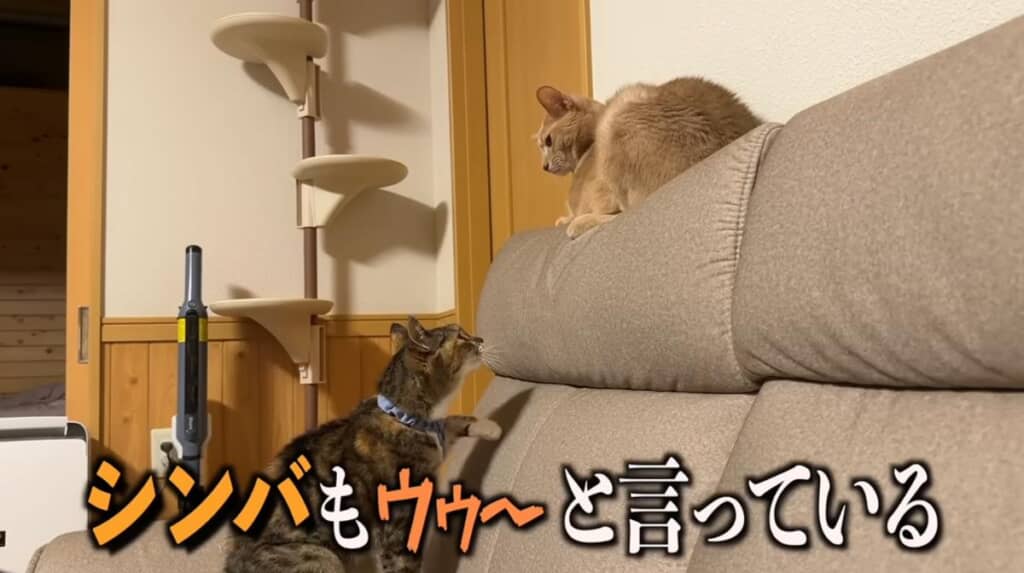 シンバくんの反撃がスタート