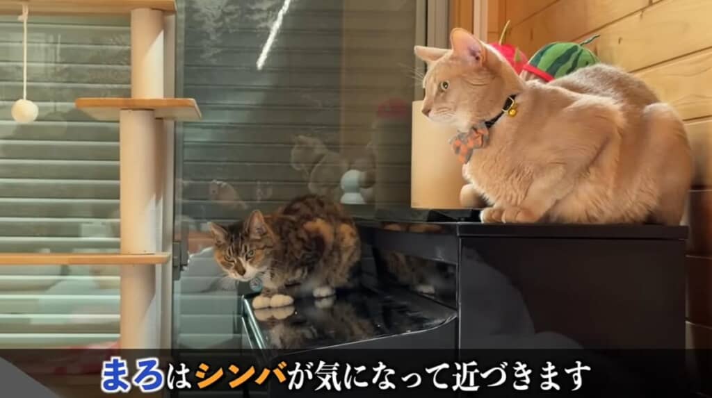 徐々に仲良く（？）なっていく2匹