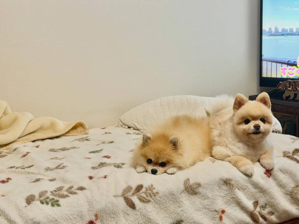 仲よしだね