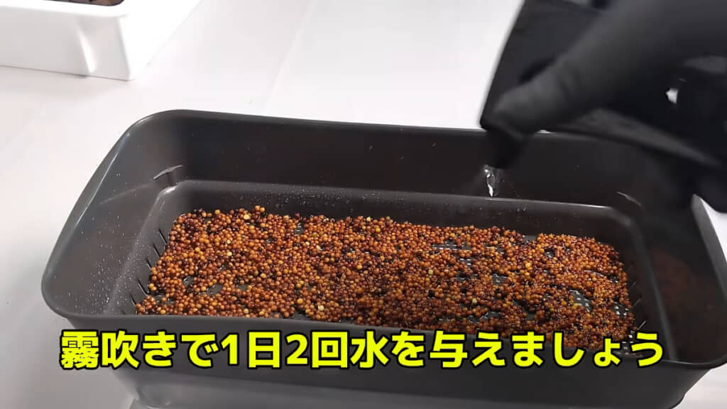 発芽するまでは、1日2回水やりをする