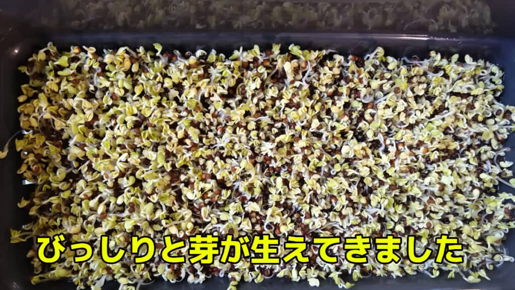 2日後には、栽培キット一面に芽が生えた!
