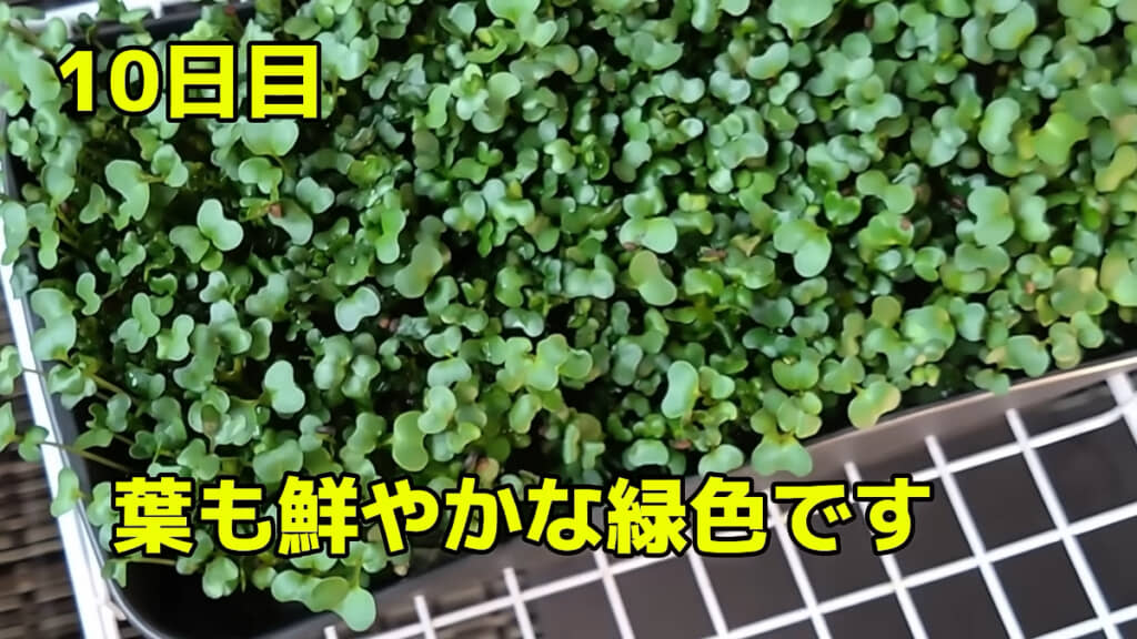 10日目には生き生きとしたブロッコリースプラウトに!