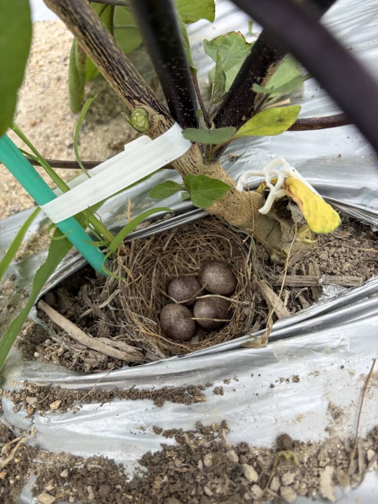 ナスの株元にある鳥の巣と卵