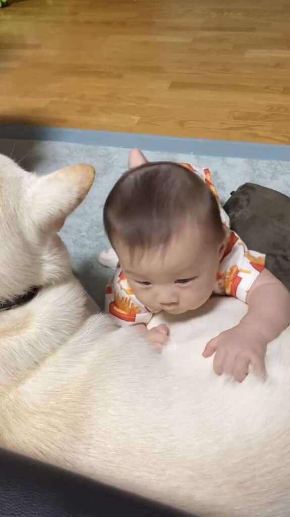 しろちゃんの体に登ろうとする息子さん