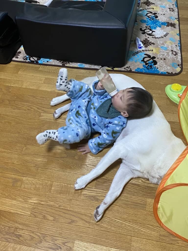 しろちゃんを枕に!?