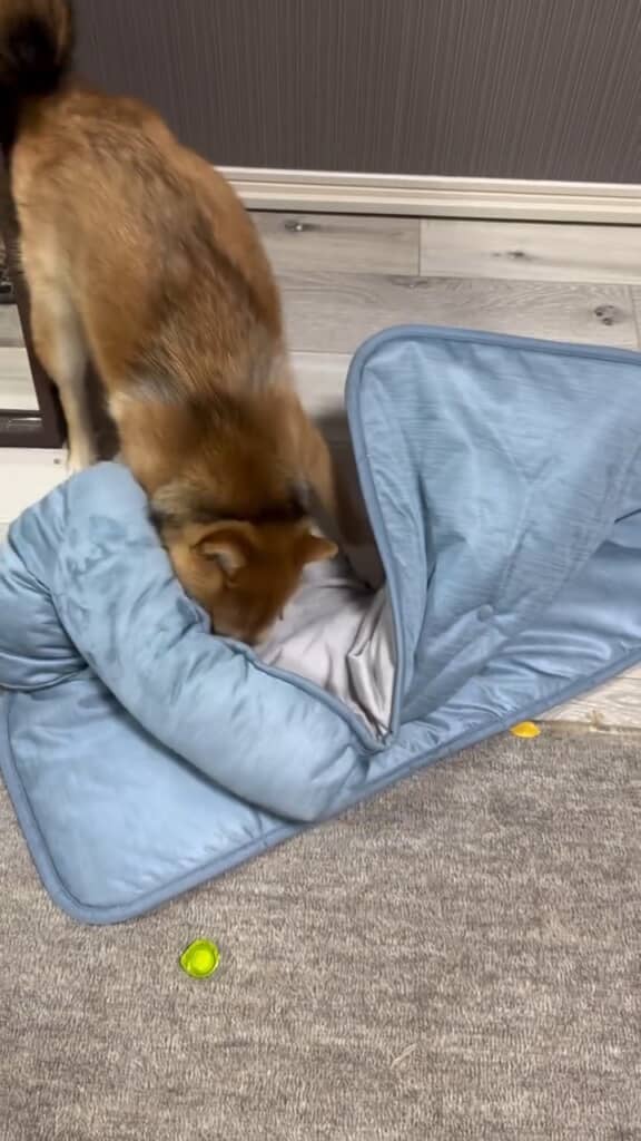 口でくわえようとするつくねちゃん