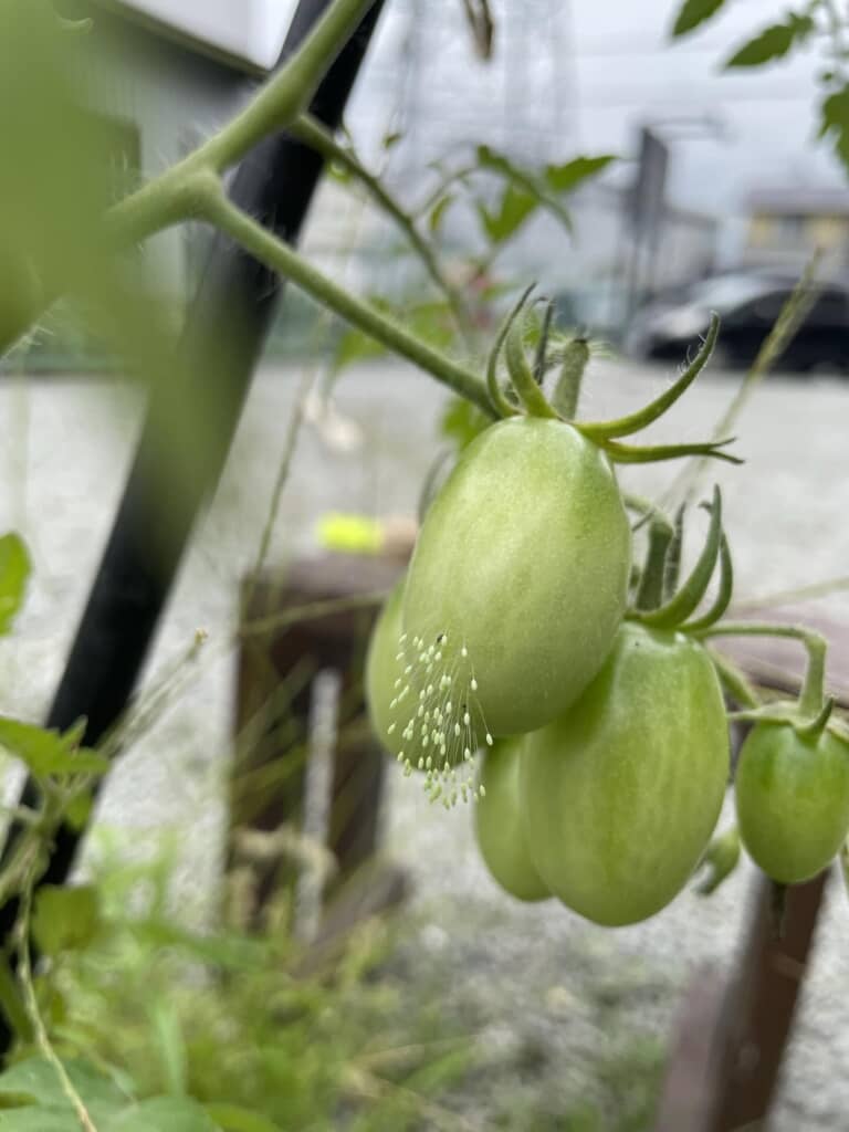 ミニトマトになんか生えてる……?