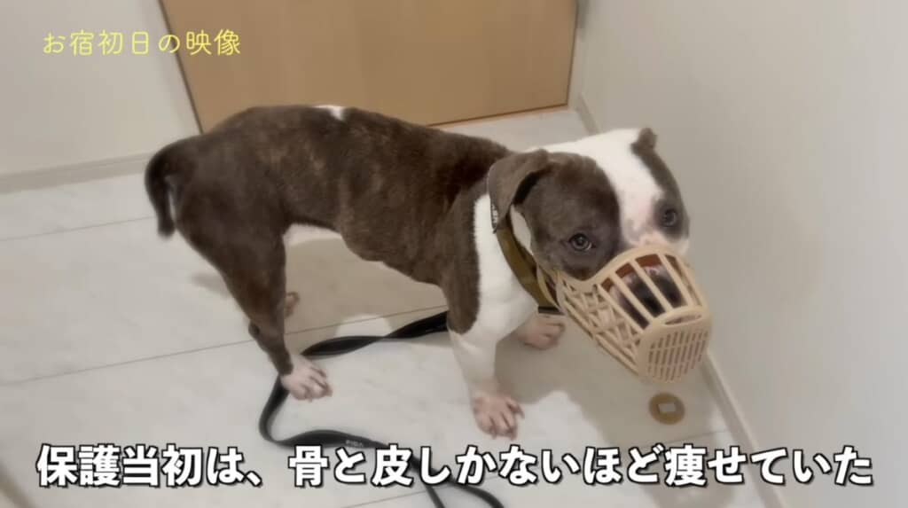お迎え当初はガリガリだったレンちゃん
