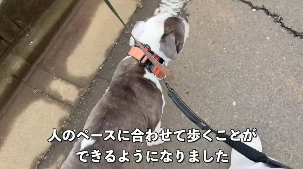 15日目にはお散歩が上手に