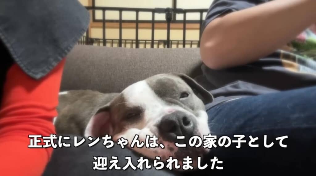 正式にお迎えが決定