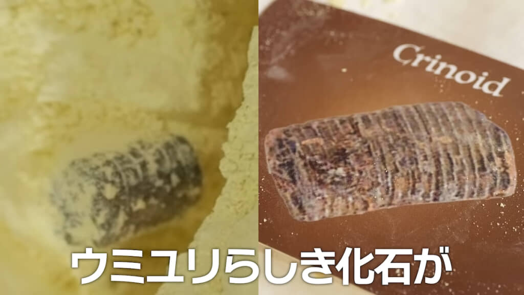 真っ二つに割れた中からウミユリの化石が