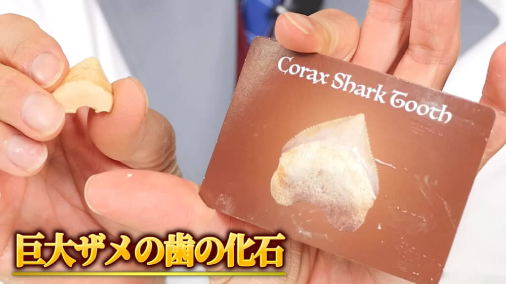 巨大ザメの歯の化石も
