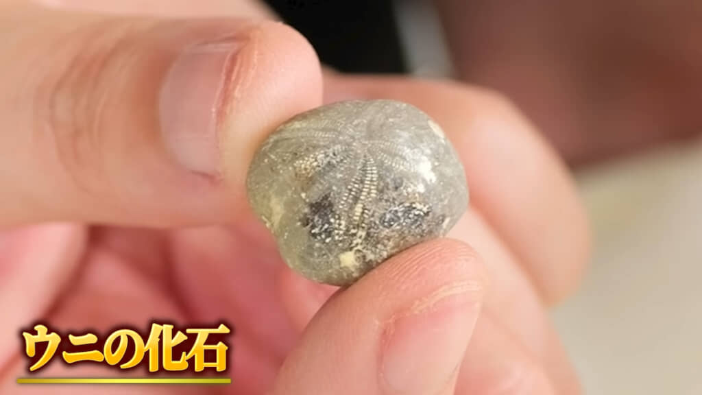 ウニの化石