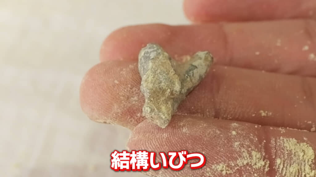 謎の化石は2つがくっついたウミユリ